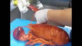 How to cook Lobster