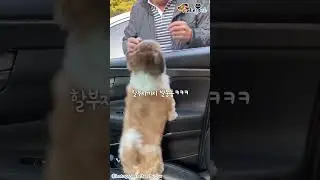 서로 헤어질 수 없는 할부지와 시츄