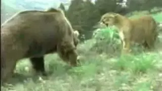 МЕДВЕДЬ vs ЛЕВ