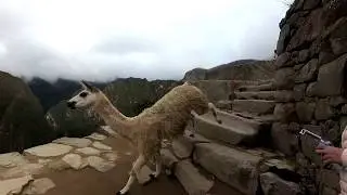 Machu Picchu. Lama