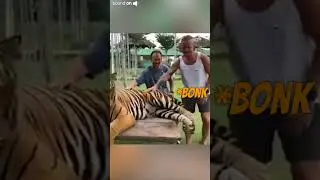 Funny Bonk Complication