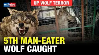 UP wolf terror: Wolf terror Fifth man-eater wolf captured, one still on the loose - Watch video