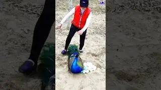 the peacock and the crane story #shorts #peacock #bdsports #bollywood #hindisong #lovesong #song