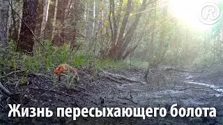 Жизнь пересыхающего болота. Журавли, кулики, кабаны, лоси, косуля, лиса, куница и даже гадюка!