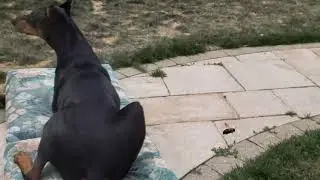 Carpenter Bee in flight (Slow-mo) 2