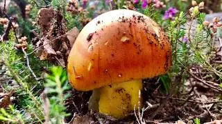 Amanita Cesarea, Caesarea, Boletus Edulis , Aereus,  Pinicolas Soria  2018 oct