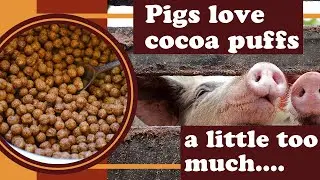 🎉 Cocoa Puff Party with the Piggies! 🐷🍫