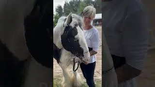 Красотка тинкер Фантастик Лав ❤️ #лошади