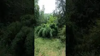 Tropical looking Bamboo grove  on the edge of a Northern Forest #palmtrees