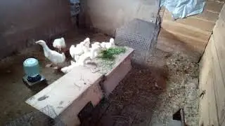 Сравниваем уток и гусей .