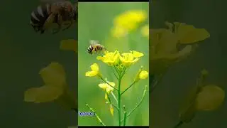 high speed photography on macro flying bee
