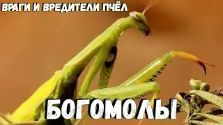 Враги пчёл БОГОМОЛЫ