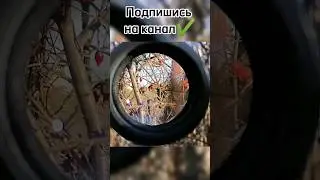 дрозд затаился в кустах #рекомендации #рогатка #охота #птицы