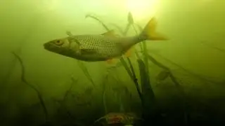 Рыбы Кожуховского затона в Москве. Южный берег у Острова Мечты. Fishwatching. Фишвотчинг.