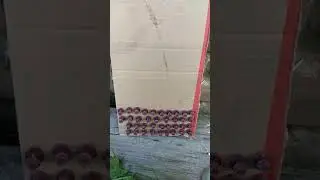 нужны черные