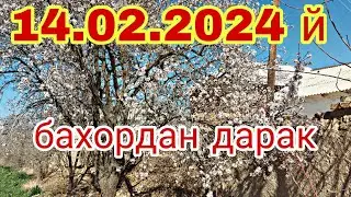 Сурхондарё Ангорда бахор келди 14.02.2024