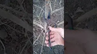 подрезка фундука для увеличения урожая