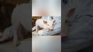 Pig heart transplantation to human explanation tamil #shorts