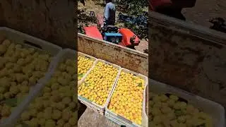 Kayisi Nasıl indirilir? Kayisinin yolculuğu 2/ Malatya