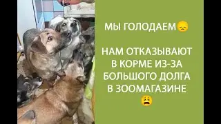 БЕЗДОМЫШИ ХВАТАЮТ ХЛЕБ СЛОВНО ЭТО МЯСО... СКОРО И ОН ЗАКОНЧИТСЯ😢