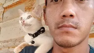 kelakuan kucing Oren 😁