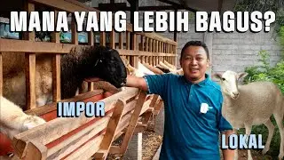 FENOMENA DOMBA IMPORT | Perdebatan domba lokal dan impor