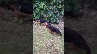 New arrival german shepherd puppy