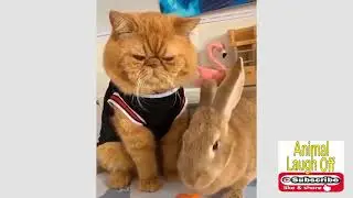 This Video Will Make Your Day Colorful - Compilation of Cute Pets
