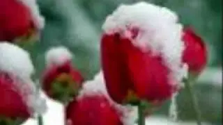 TULIPS and SNOW - Ian Squire.