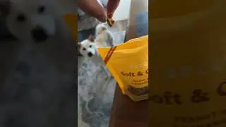 White Shiba Inu learning dog tricks