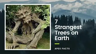 7 Strangest Trees on Earth | Apex Facts