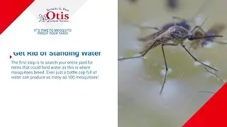 It’s Time to Mosquito Proof Your Yard!