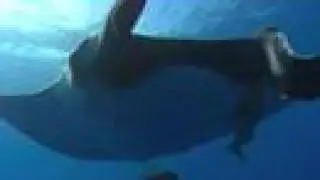 9: Giant Manta Rays of Mexico - Part Two