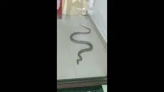 Snake went to ATM for withdrawal of money || ATM కి వెళ్ళిన పాము