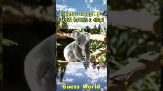 Fun Facts about Koala🐨 #facts #animals #shorts