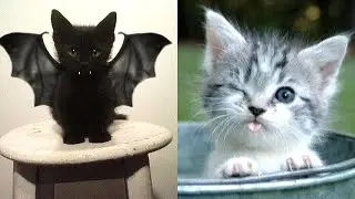 Baby Cats - Cute & Funny Cat Videos Compilation #11