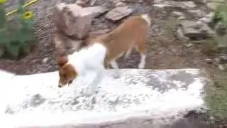 Four Month Old Puppy With The Zoomies