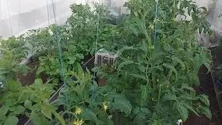 Месяц как высадила томаты! Перцы сладкие тоже уже на ПМЖ.