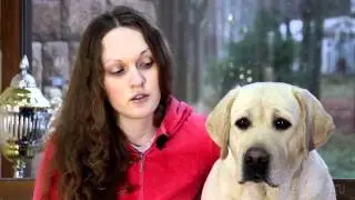 How to Care for Labradors? An EXPERT Says