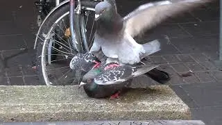 Pigeons Doing It in Public - No. 3 Steps In to Restore Order