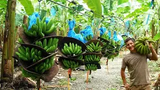 Process Large scale modern banana growing - Amazing banana harvesting and processing
