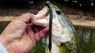 In-Depth Shaky Head Fishing Tips  with Mike Iaconelli