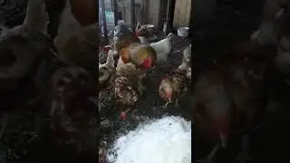 Как напоить курей если вода превратилась в лед