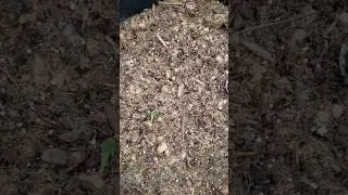 Kajari Melon and Sweet Passion Cantaloupe 1 week sprouts