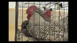 Kosher chicken slaughter demonstration