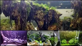 Aquascape ikan Hias Untuk Akuarium Indah Banget ( Relaxing Musi