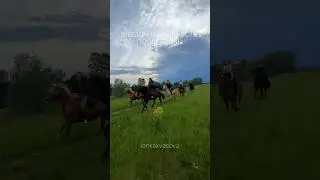 Поехали бы с нами?💔 #конныйблог #horse #конныйтуризм #лошади #конныепрогулки #equestrian #галоп