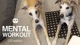 HOW TO MAKE A SNUFFLE MAT - DIY Mental Workout for Dogs