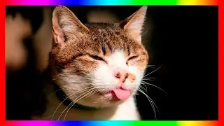 Смешные животные  #BeSTCouBMiX Подборка 28