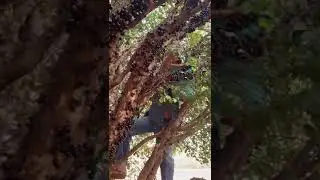 UM DIA MARAVILHOSO NO PÉ DE JABUTICABA